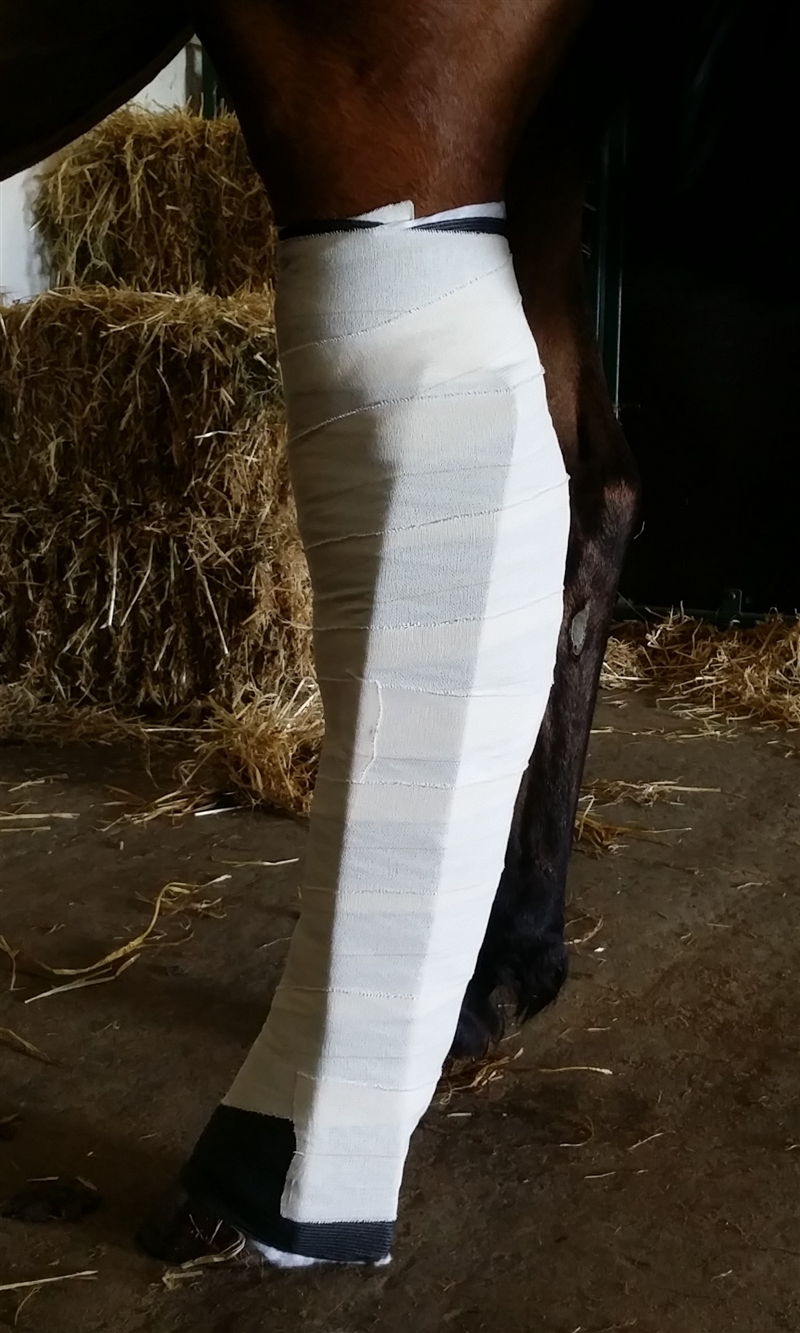 Hest bandageret med skinne for at immobilisere benet